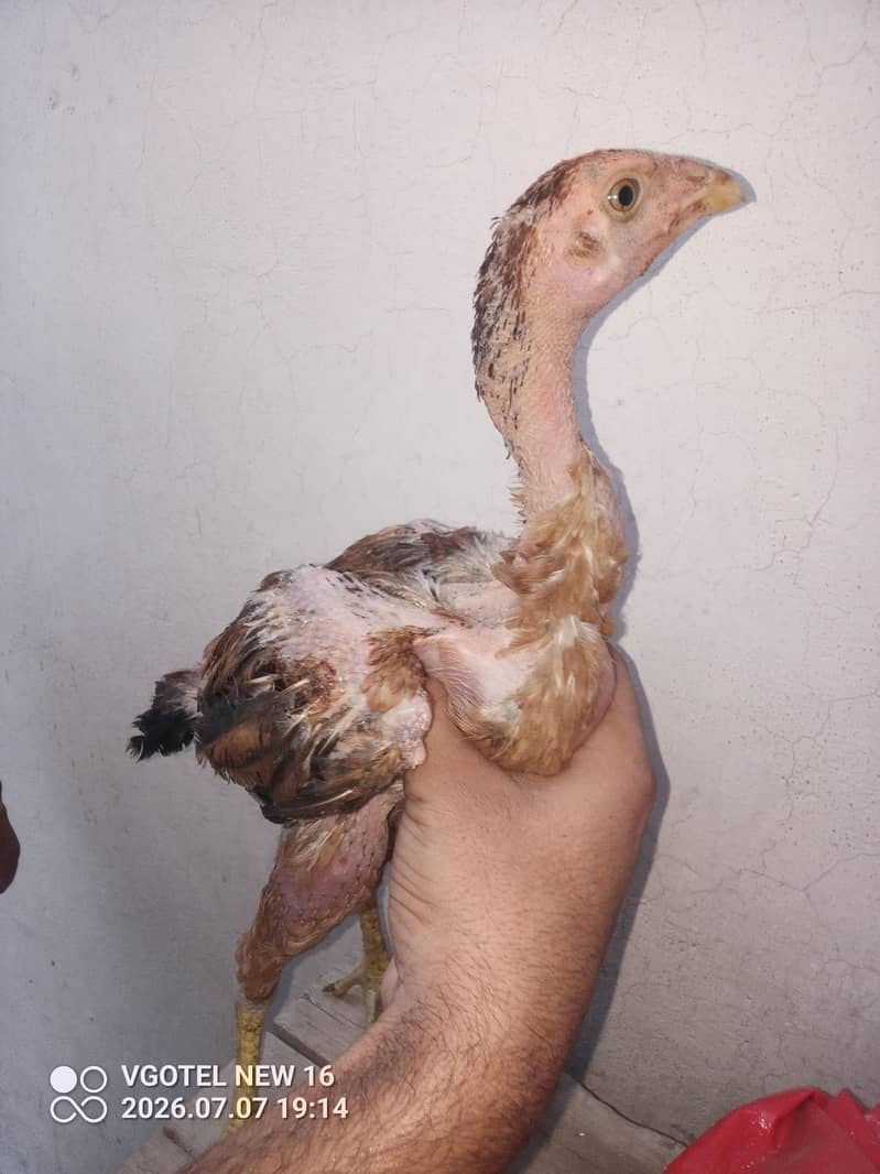pakistani 1