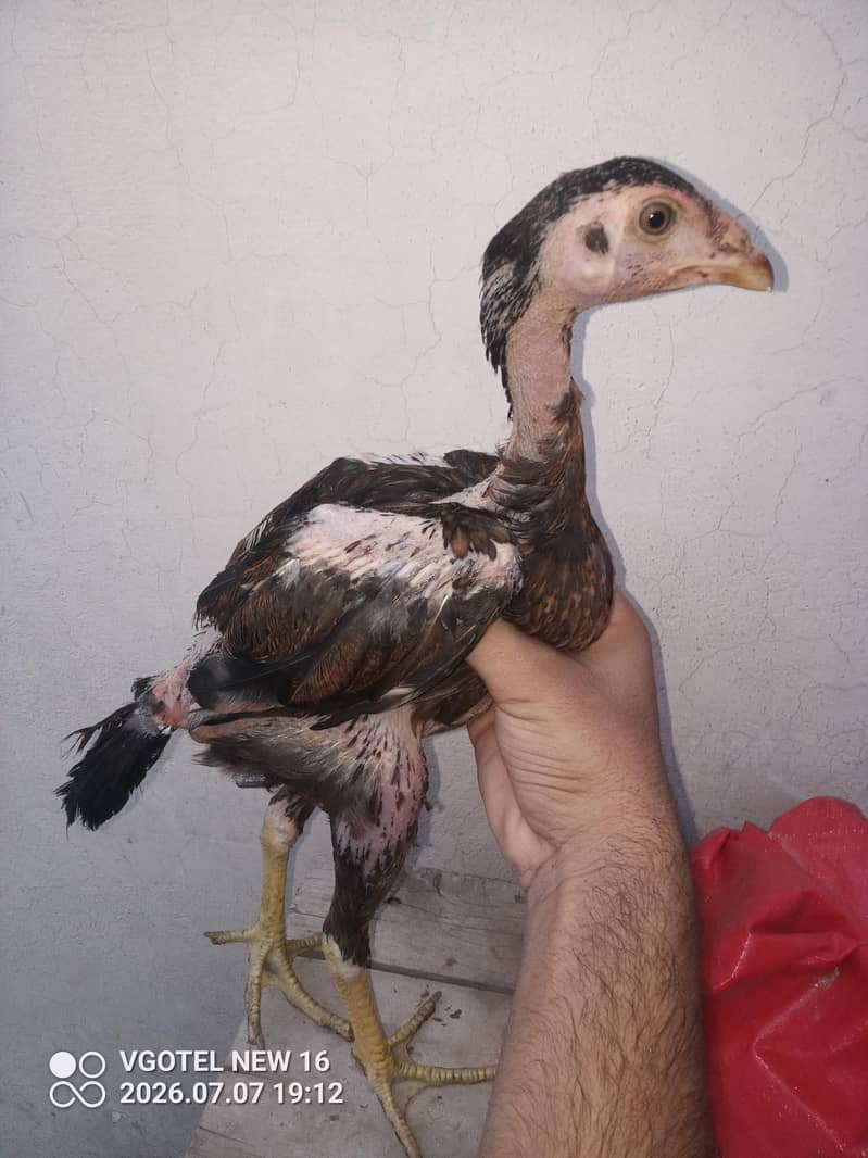 pakistani 4