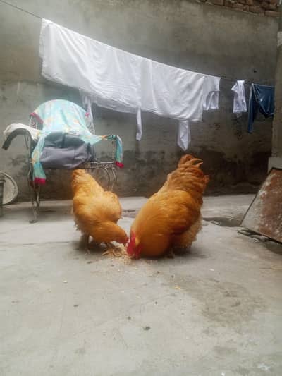 heavy golden puff full active and healthy