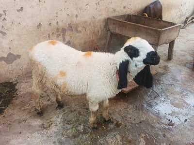 kajli Dasi sheep