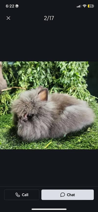 English Angola and lion bunnies available and all fancy rabbits availa