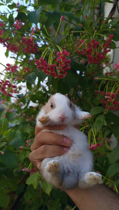 Cute Bunnies Pair