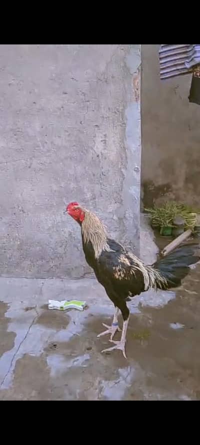 House breed k phata ha ya penus + burmi drummer ma