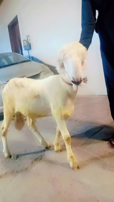 mundra bakra