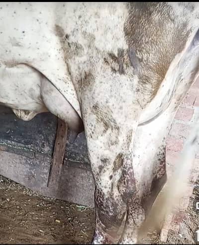 tazi soi hoi cow for sale