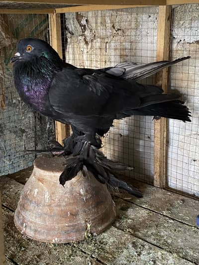 Black Pom Gubara male ready for breed FORSALE 03115733578
