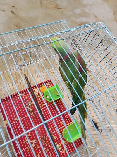 raw parrot male