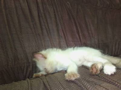 kitten baby available for sale contact on 03024736798