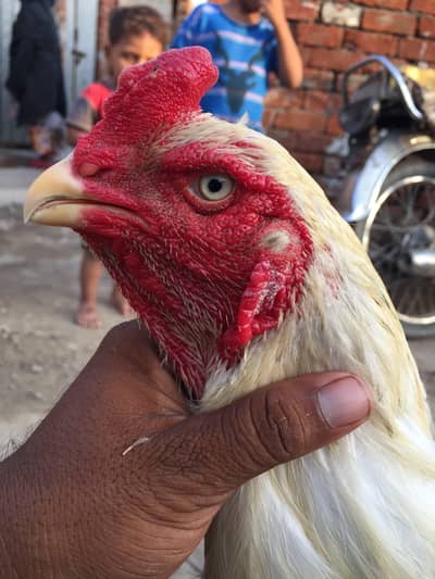 shamo murga