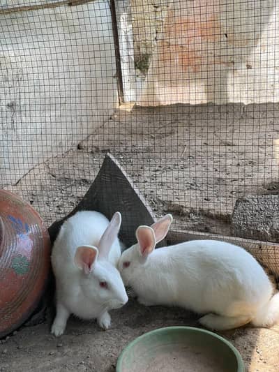 Newzealand rabbit 4kg pair