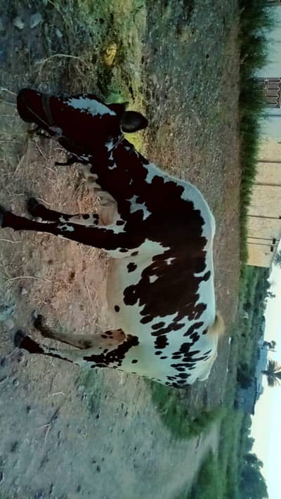cow (jersi)
