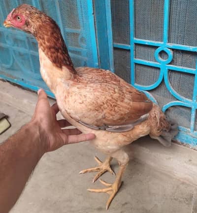 Aseel female