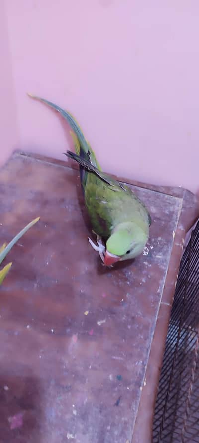 Kashmiri Raw healthy chicks pair
