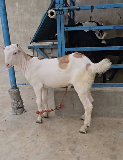 gulabi teddy ablak tedda bakra goat(bakri breeder)