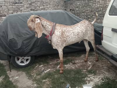 6 dant Bakra Full Active 43 Inch Height Mashallah