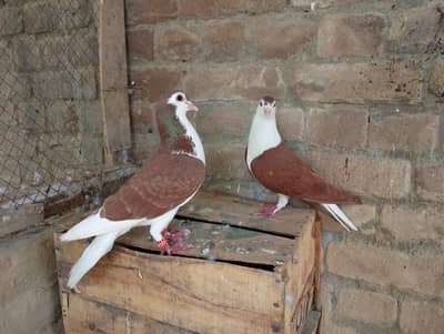 sherazi kabootar pair