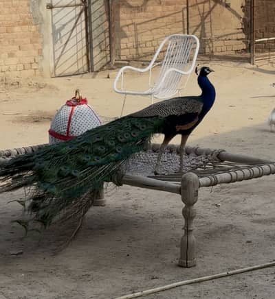 Peacock for sale