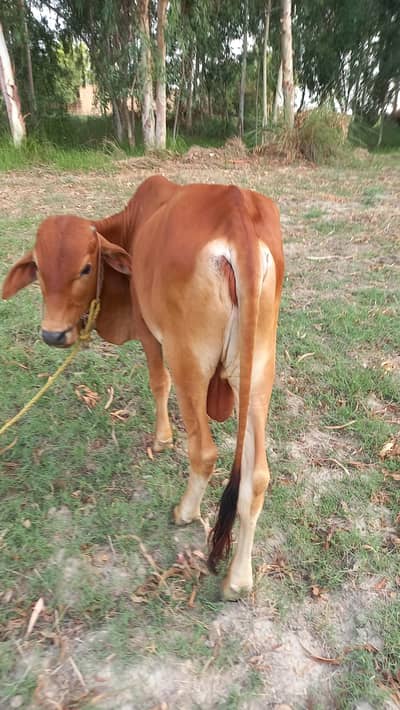 Bull for Sale