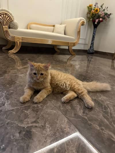 persion kitten
