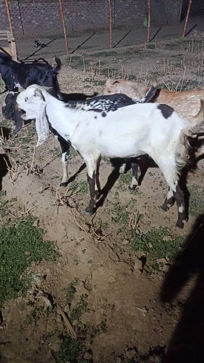 6 goats (2 female 4 male) bakray | bakra | bakri | makhi cheena