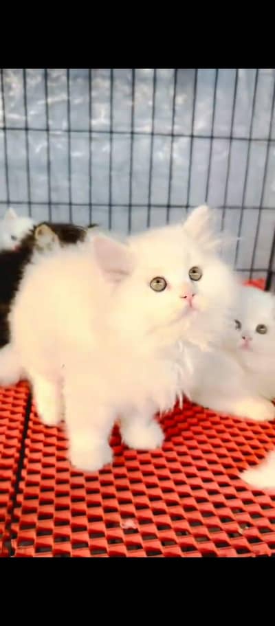 Persian cat for sale male or female by WhatsApp309"36"29454