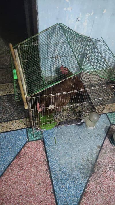golden misri hen