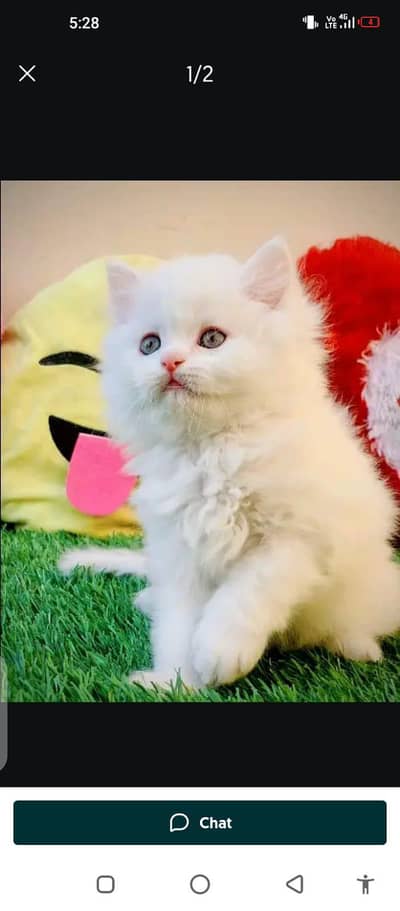 Persian cat for sale male or female by WhatsApp309"36"29454