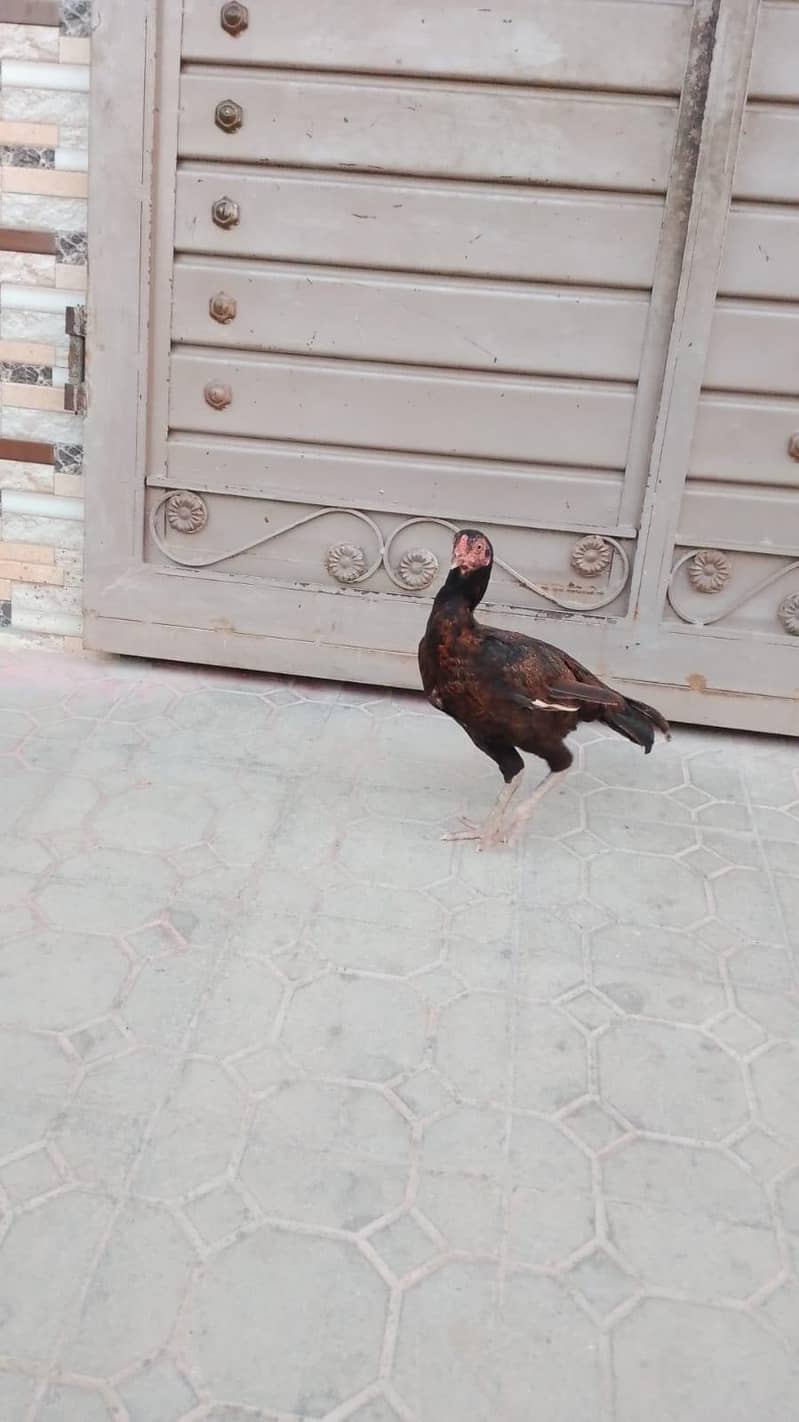 undefined 1