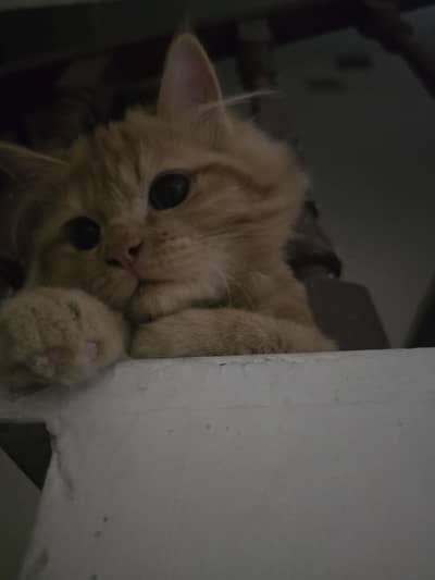 cat for sale