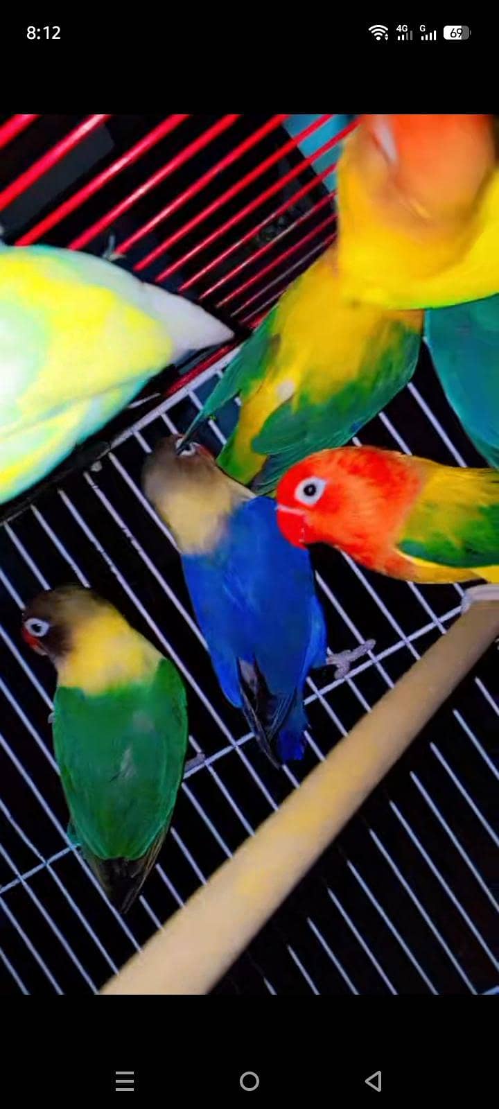 breeder pair 0