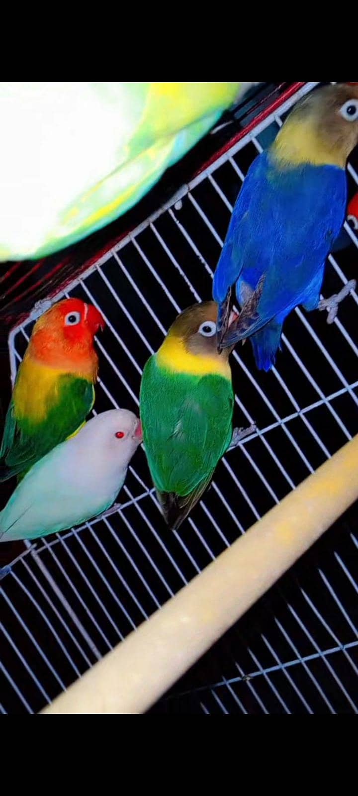 breeder pair 1
