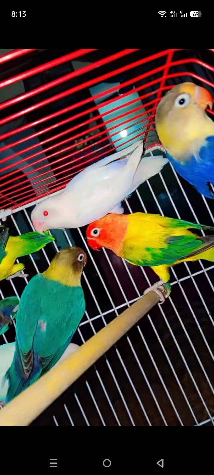 breeder pair 2
