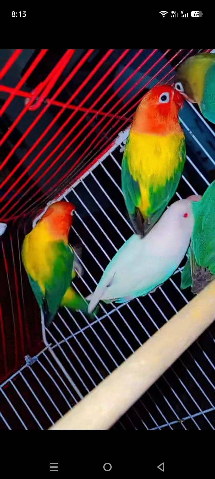 breeder pair 3