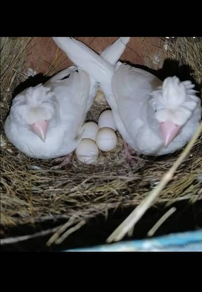 Bangles and Euro bangles finches