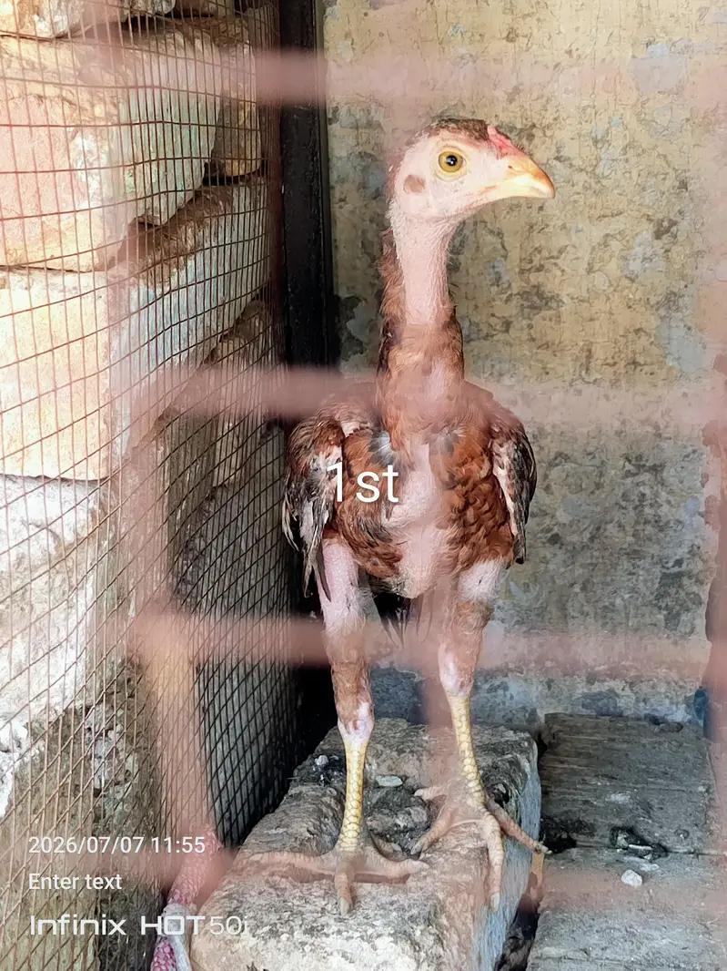 aseel chicks and Desi murgi