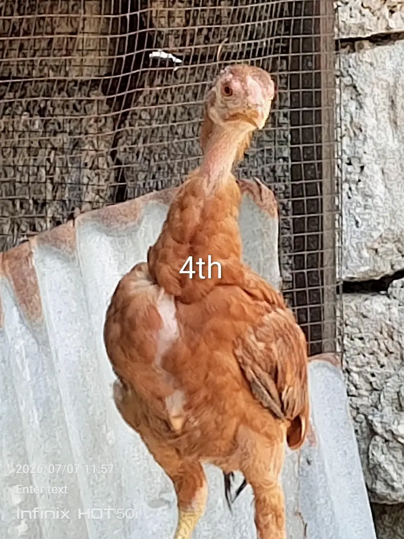aseel chicks and Desi murgi — photo 6