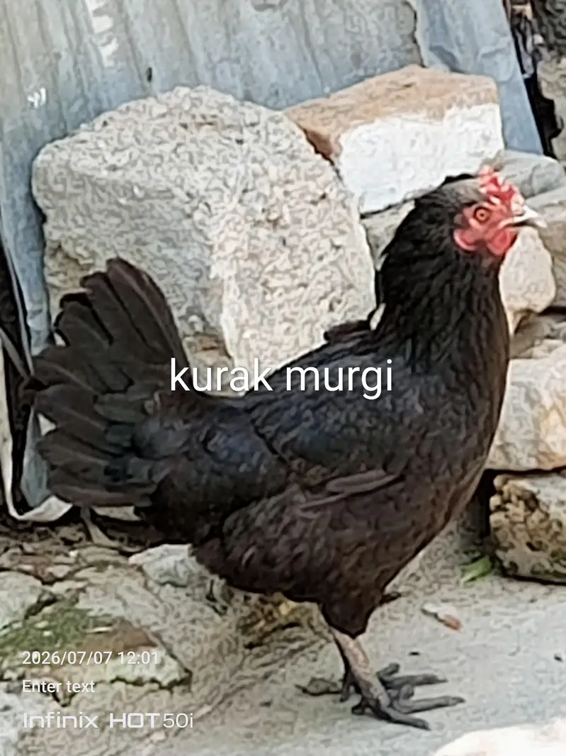 aseel chicks and Desi murgi — photo 7