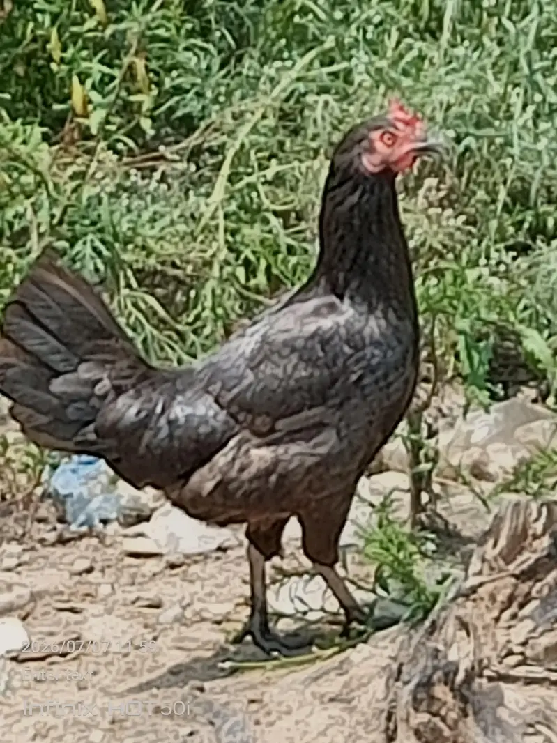 aseel chicks and Desi murgi — photo 8