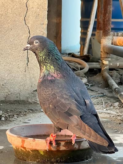 High Quality High Flyer Pigeons (5 Breeding Pairs + 1 Pattha)