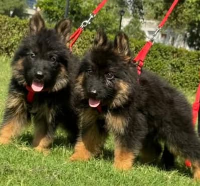 German shepherd puppies for sale healthy