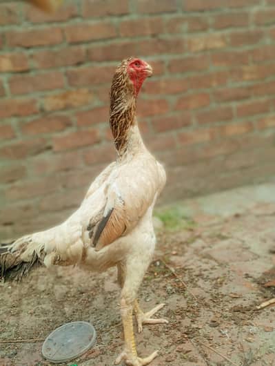 High Quality Young Shamo Female | Healthy Breed | 03184480260