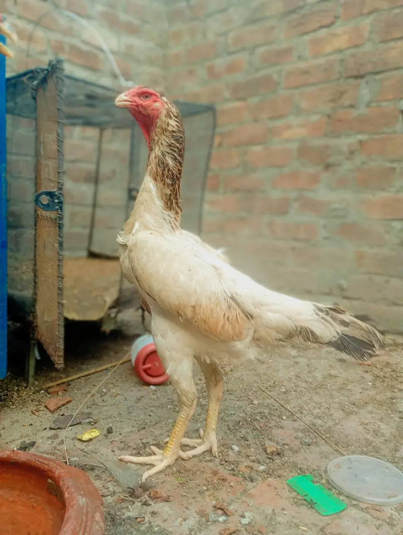 High Quality Young Shamo Female | Healthy Breed | 03184480260 — photo 2