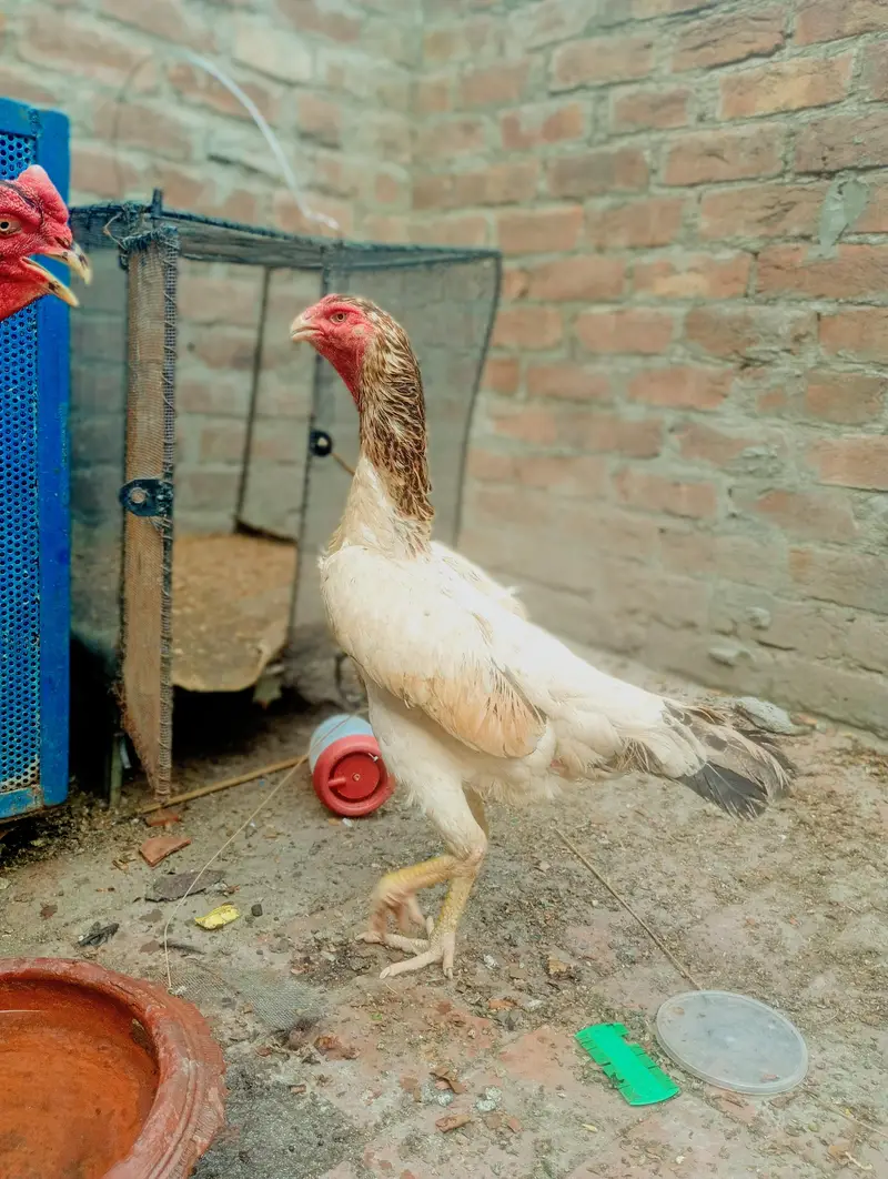 High Quality Young Shamo Female | Healthy Breed | 03184480260 — photo 3