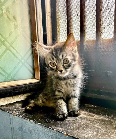 persion pair kitten for sale