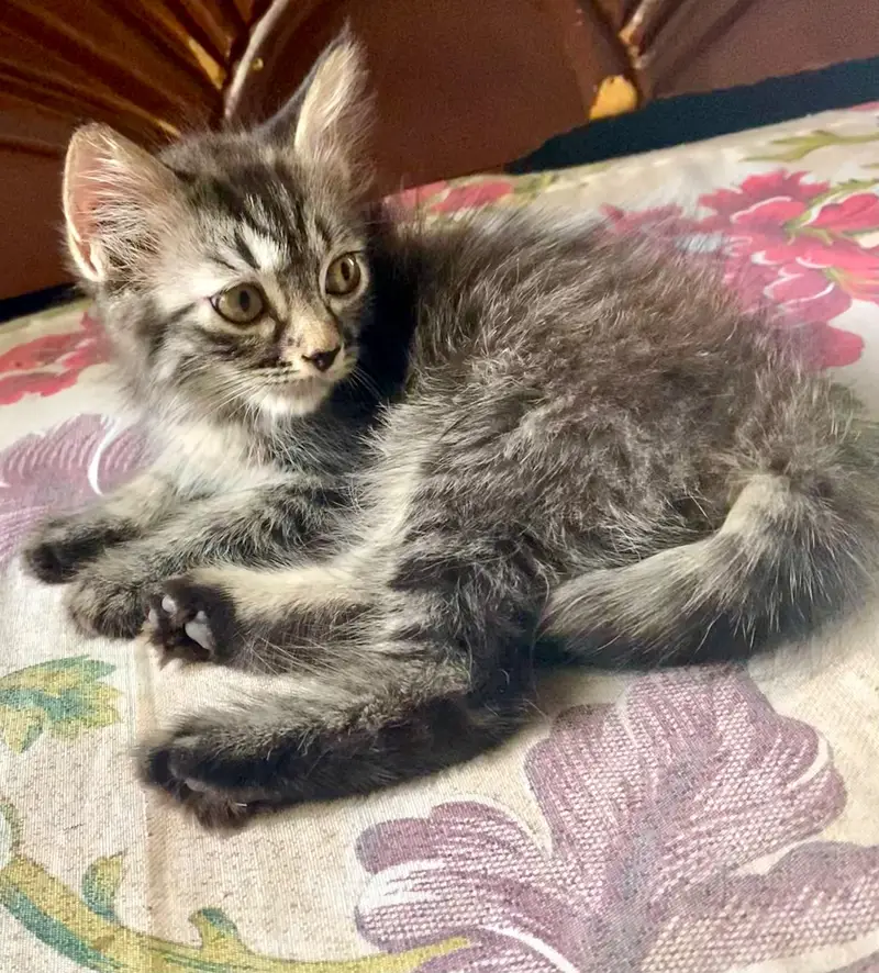 persion pair kitten for sale — photo 2