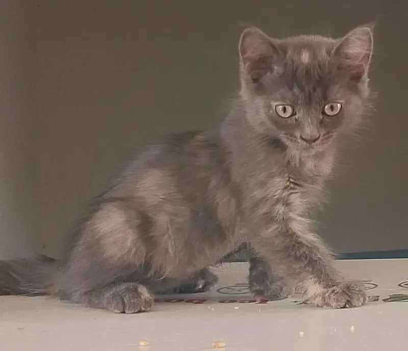 persion pair kitten for sale — photo 3