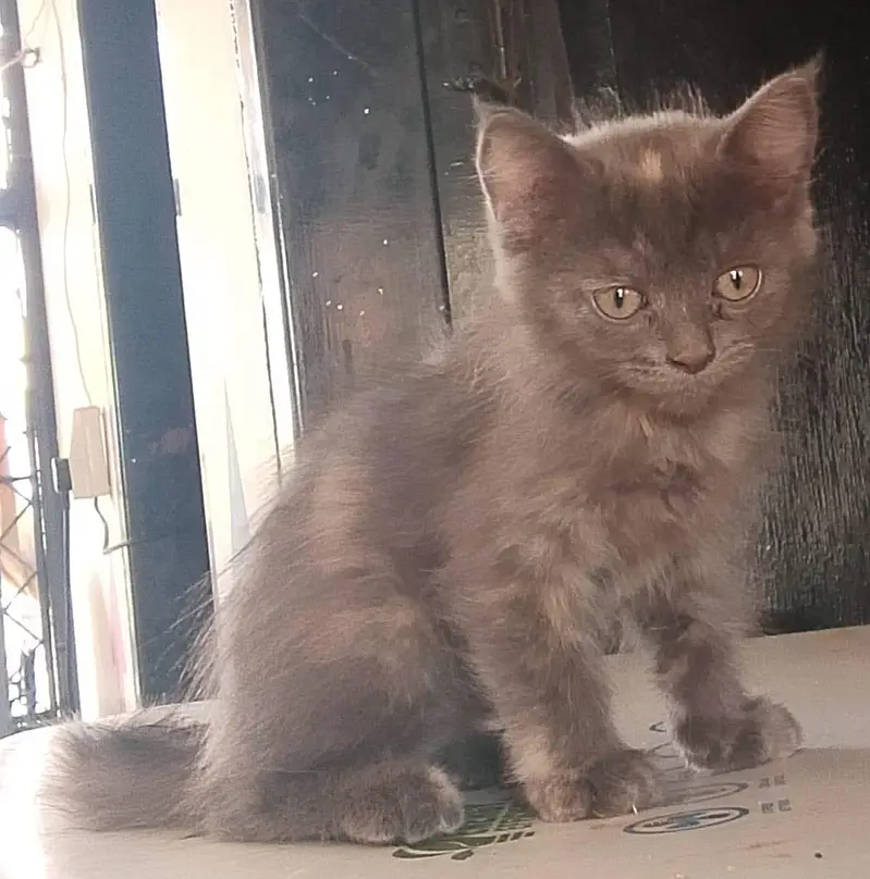persion pair kitten for sale — photo 4
