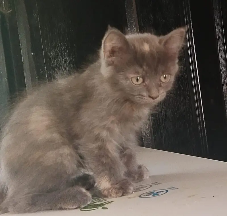 persion pair kitten for sale — photo 5