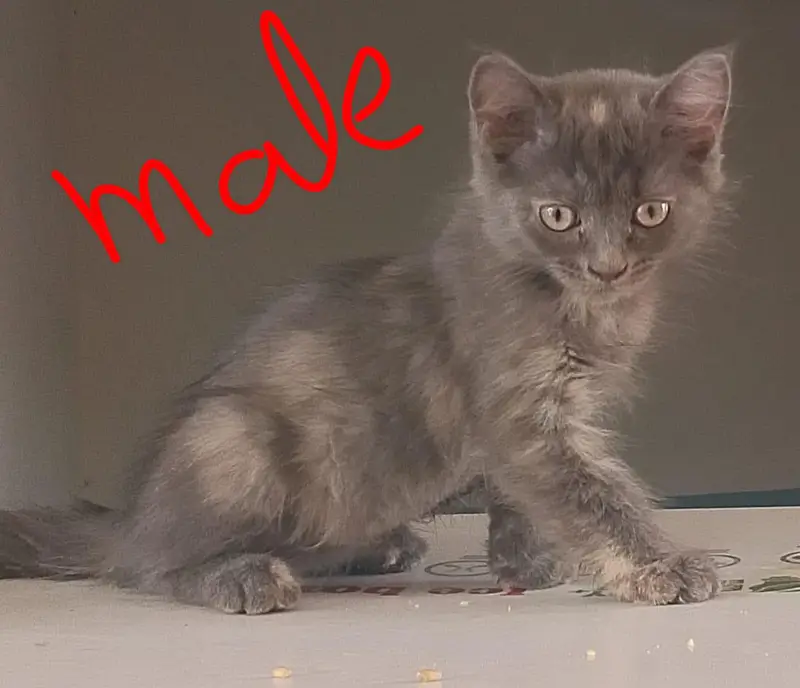 persion pair kitten for sale — photo 7