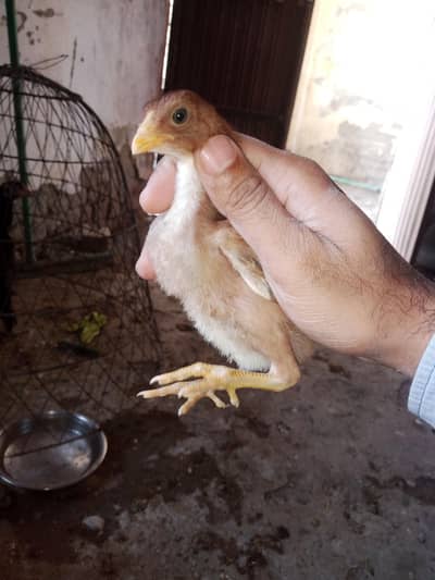 Aseel chicks